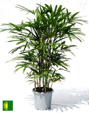Manufacturers Exporters and Wholesale Suppliers of Lush Green Plant New Delhi Delhi